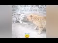😸 IMPOSSIBLE TRY NOT TO LAUGH 🐶 New Funny Animals 2024 ❤️🤣