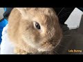 Sweet Moments of Mr Sweet Pie /Lele Bunny/Subscribe and Like ❤️this little boy!