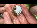 One Yard - Four Centuries! - Metal Detecting a 1700's Inn finds my OLDEST Silver Coins ever!