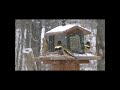 Evening Grosbeak