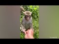 The Orangutan wanted to see the baby ❤️ Funniest Monkey Videos