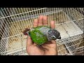 pet birds/conure/ sunconure