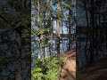 Walden Pond - April 2024 - A lovely Spring day.