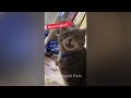 😸 Cute and funny animals video compilation 😹❤️ Funny Videos Compilation 🐕🤣