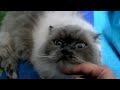 Himalayan cat #animals