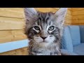 How Maine Coon Kittens Grow Up - First 100 Days!