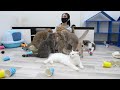 Try Not To Laugh 😅 Funniest Cats and Dogs Videos 😹🐶 Part 19