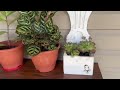 Unexpected succulent planters  / but seriously, a shower caddy?? / my first garden video ￼￼￼