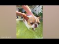 BEST Pets of the Summer 2024 🤣 The FUNNIEST DOGS playing with Water
