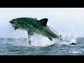 The Insane Biology of: The Great White Shark