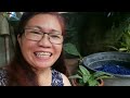 Wow! Forever Rich|May lumitaw na Variegated| Plants Update