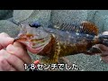 【穴釣り】注意喚起！！大漁に釣れると思ったら、釣り開始05分で😭😭自然界は、厳しかった！！