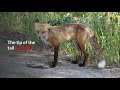 Red Fox || Description, Characteristics and Facts!