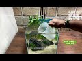 Building a Lucky Bamboo Aquarium | Betta Fish Tank Setup