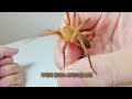 The process of making friends with giant spider of korea.