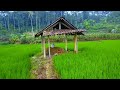 Sejuk Dan Asri Suasana Sawah Di Desa (Village Walking)