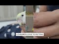 BUDGIES OR LOVEBIRDS ?  #lovebirds #budgies #parrot#pets #birdslover