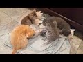 Kittens 10-14