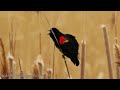 Birdwatching A Singing Red-winged blackbird