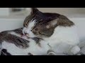 🎧 ASMR Cats Grooming #89 (3 hour loop)