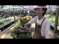 【目からウロコ】どんどん伸びるこの雑草の活用法教えます【カーメン君】【園芸】【家庭菜園】【土づくり】