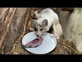 Heartbreaking! To make sure the little fox 🦊 is fed, the mother fox 🦊 is starving and thin. 🦊🥰😘❤👍👍👍
