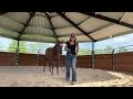 How To Catch A HorsePower Horse Using A Paddock/Breakaway Halter - Volunteer Training Video