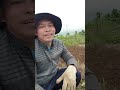 mani🥜ganito ang pagtanim ng mani🥜this is how you plant peanut🥜 #trending #viral #viralvideos