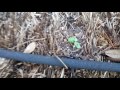 Organic Straw Bale Garden Update Week 5