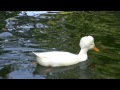 Afro hair duck　アフロヘアーなアヒル