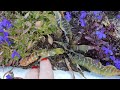 Vamos ver como estão os cymbidiuns plantados direto na terra⁉️e terminando as florações deste ano!🌺