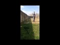 Cricket in backyard
