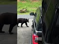 Wild savage bears attempt vehicle carjack in Tennessee mtns.  Papa bear to the rescue!!