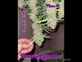 Most beautiful cannabis flower hands down @flavorchefgenetics #PurpleTangie