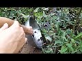 Fishing Wild Bettas Using Plastic Bottles - DIY Fish Traps