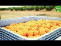 The Most Modern Agriculture Machines That Are At Another Level,How To Harvest Watermelons In Farm▶20