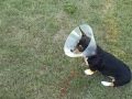 BnB and the Cone of Shame