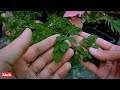 A Complete GUIDE on Moringa Plant Care - Drumstick Plant Care.