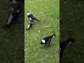 mama and baba magpie feed their baby- CUTE  🦅🐣❤
