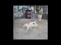 🐱🙀 Best Cats and Dogs Videos 😆🤣 Best Funny Animal Videos #13
