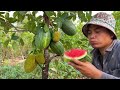 How to grafting jackfruit tree in watermelon fruit using Coca Cola to get the fruit quickly 100%