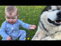 Adorable Baby Boy Protected By Wolves! He Experiences Grass For First Time!!