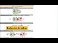 Cell Signaling and 4 Types of Cell Signaling