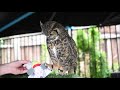 What mail does an owl get from Austria?