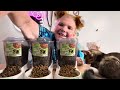 A great way to feed your cat once a month they’ll be fine