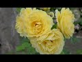 Higashizawa Rose Garden 2022 Spring. 東北でバラが見頃 #東沢バラ公園