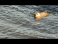 Awesome Swimming Dog in Vancouver