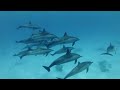 1 Hour Relaxing Music With Beautiful Underwater Videos