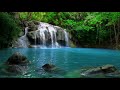 Музыка Водопад Звуки Джунглей Расслабляющий Тропический Лес Звуки Природы Пение Птиц Атмосфера