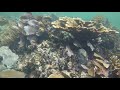 Snorkeling in Puerto Morelos Mexico 4K 2018